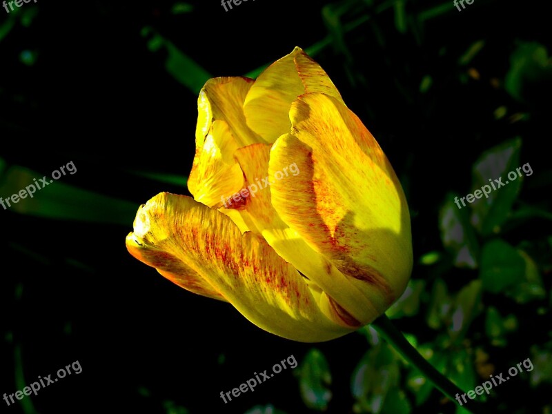 Flower Garden Front Yard Flora Nature