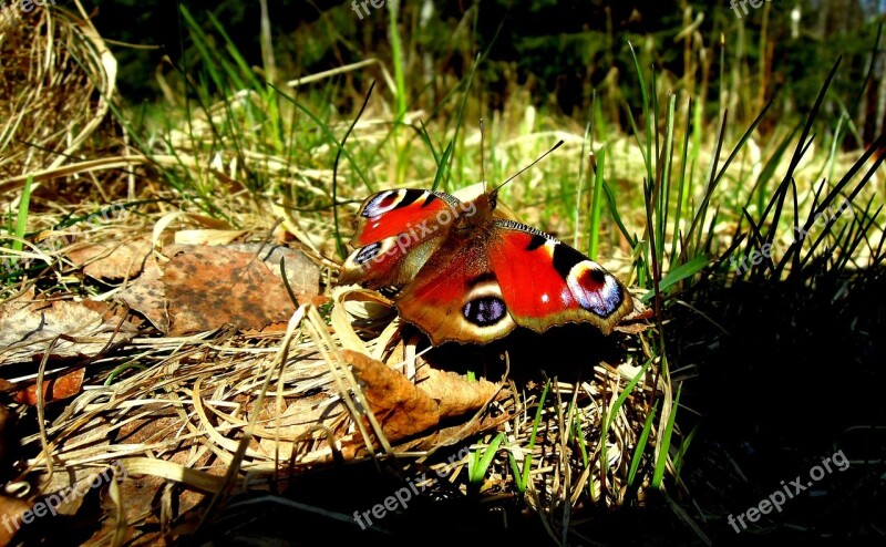 Butterfly Insect Spring Plant Bug