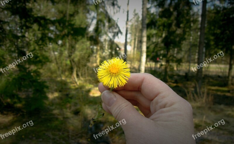 Flower Hand Spring Flower Coltsfoot Forest