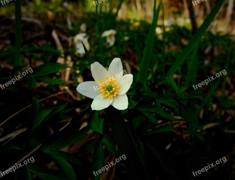 Wood Anemone Spring Spring Flower Flower Sign Of Spring