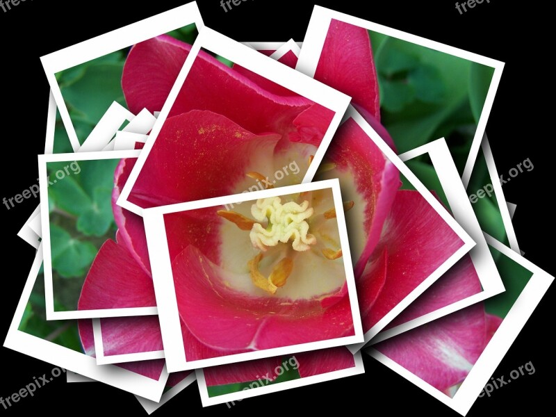 Collage Artistic Pink Tulips Free Photos