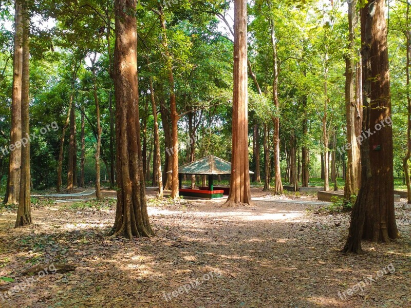 Conolly's Plot Teak Plantation Forest Nature Teak