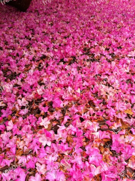 Rhodedendrons Fabulous Carpet Free Photos