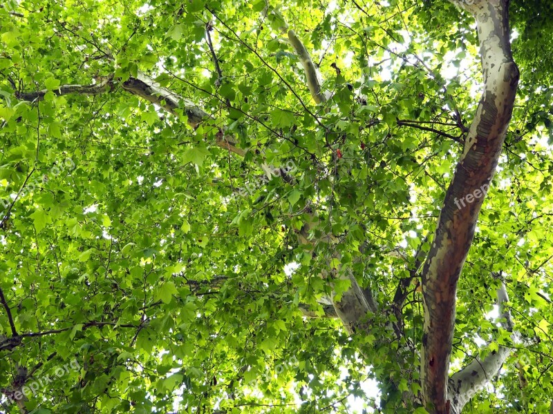 Canopy Leaves Linde Green Tree