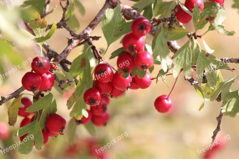 Hawthorn Mountain Fruit Red Fruit Wild Hawthorn Free Photos