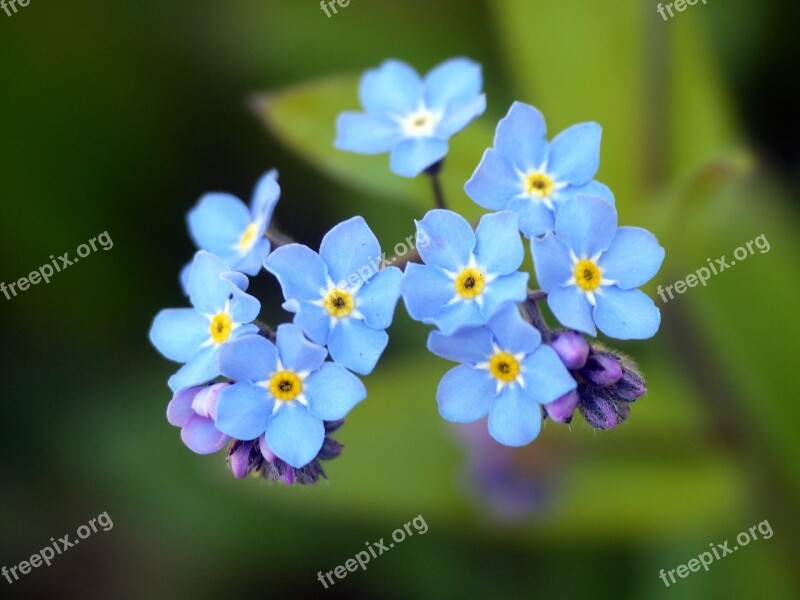 Flower Forget Me Not Blossom Bloom Blue