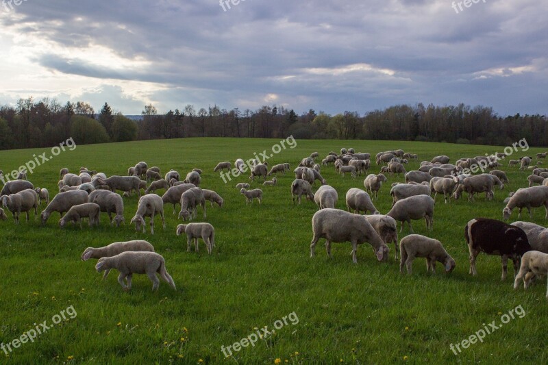 Sheep Pasture Flock Flock Of Sheep Livestock