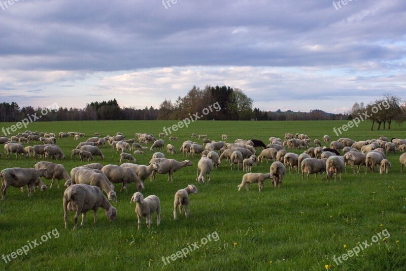 Sheep Meadow Landscape Flock Of Sheep Pasture