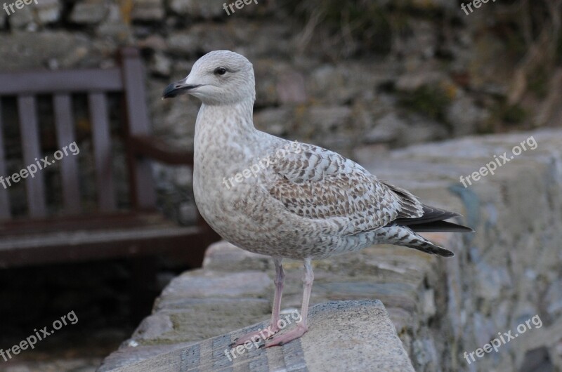 Gull Juvenile Wall Bench Black