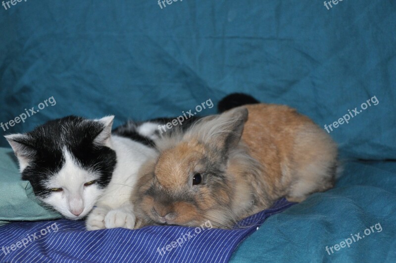 Cat Black And White Rabbit Roux Feline