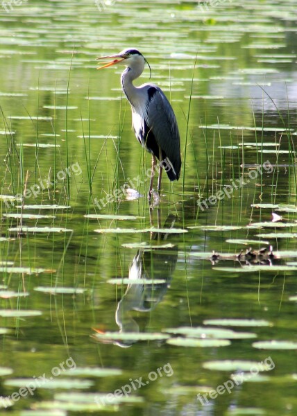 Heron Bird Pond Free Photos