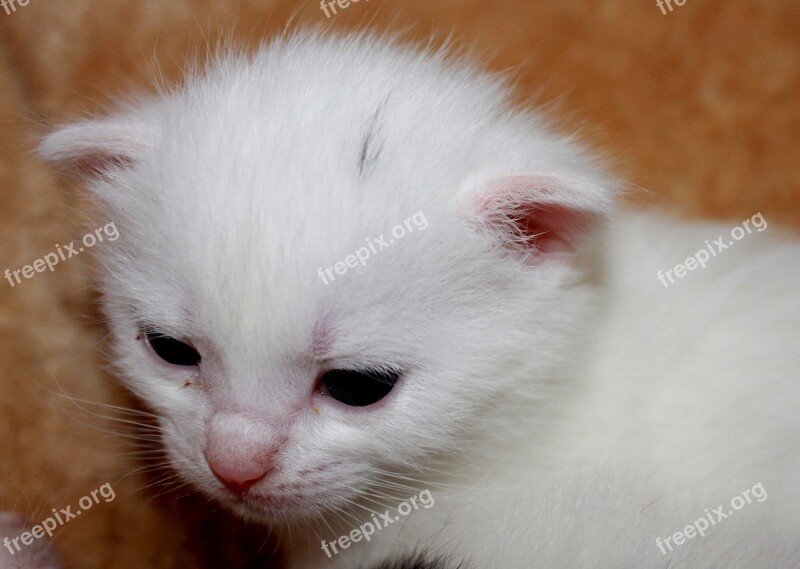 Young Kittens Sweet Pet Baby Cat Free Photos