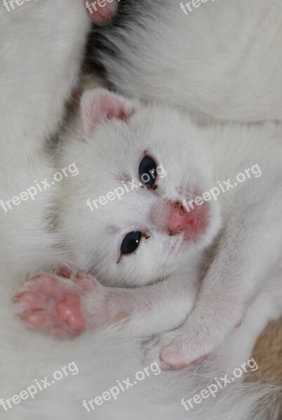 Young Kittens Sweet Pet Baby Cat Free Photos