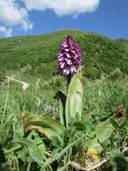 Orchid Prato Green Flowers Grass