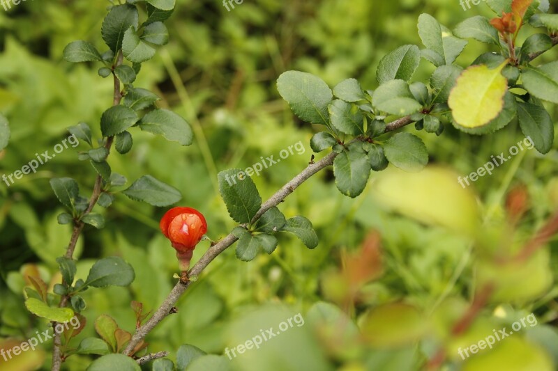 Chaenomeles Flowering Quince Branch Nature