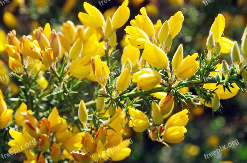 Broom Yellow Yellow Flower Spring Nature