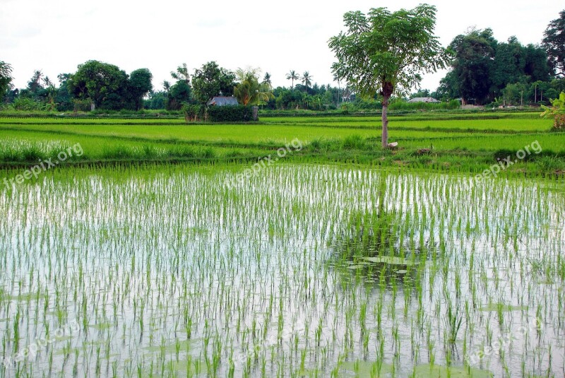 Indonesia Bali Rice Field Water Reflections