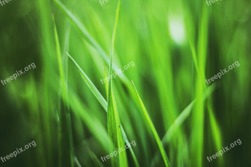 Grass Plant Plants Spring Meadow