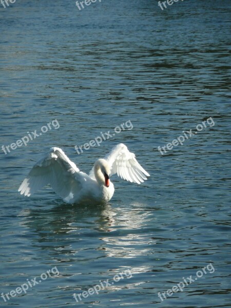 Swan Rhine White Bird Pride