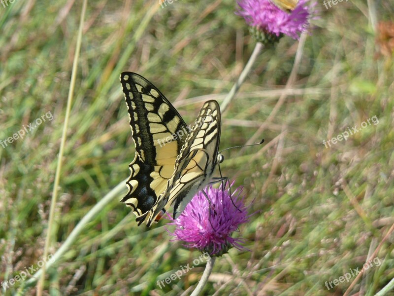 Butterfly Dovetail Nature Close Up Wing