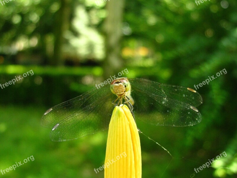 Dragonfly Insects Insect Macro Nature