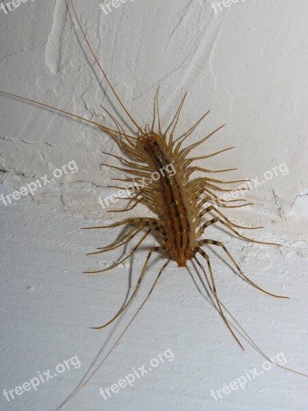 Flytrap Home Centipede Centipede Insects Free Photos