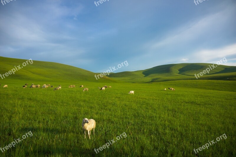 Prairie Sheep Inner Mongolia Free Photos