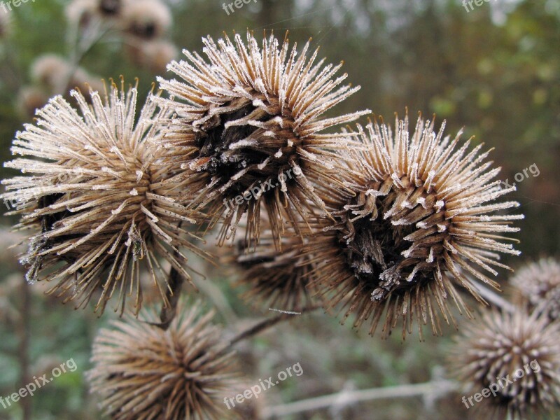 Winter Frost Thistle Cold Dried