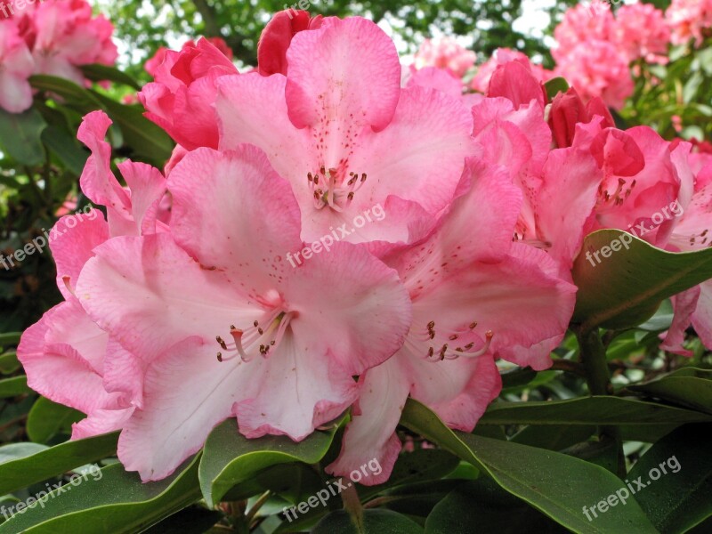 Rhododendron Pink Flowers Bloom Blossom Botanical