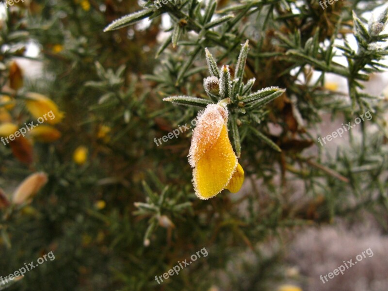 Gorse Frost Flower Cold Yellow