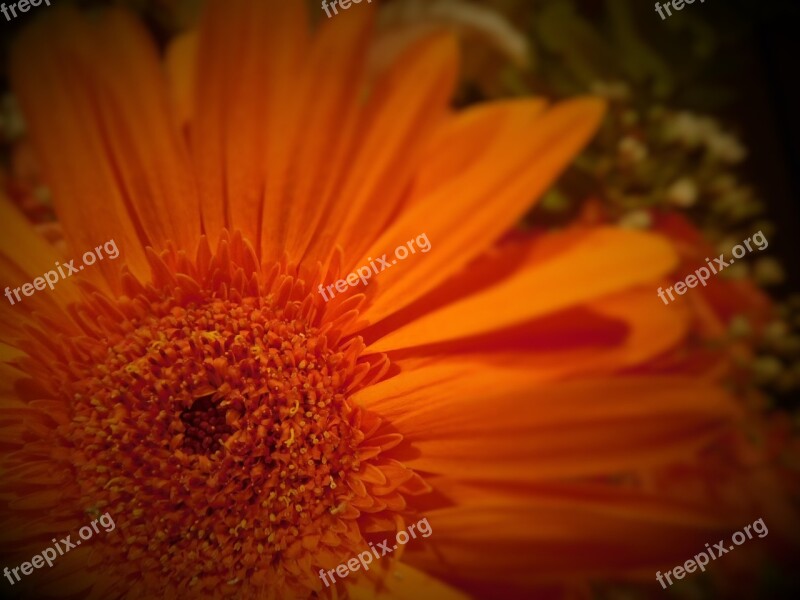 Flower Orange Flower Gerbera Flower Gerbera Daisy Plant