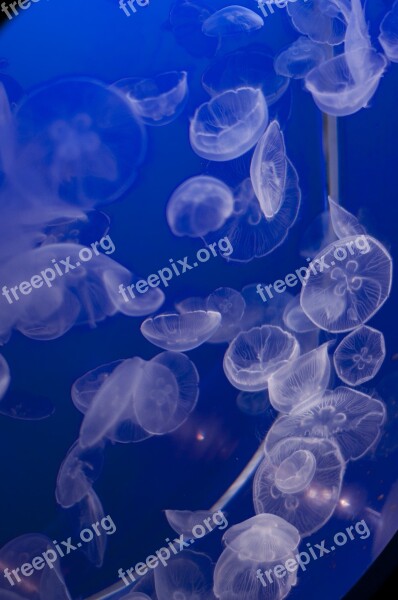 Vancouver Aquarium Jellyfish Jelly Fish Animal Marine