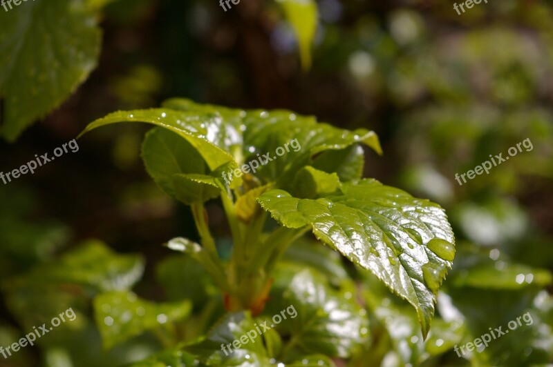 Spring Garden Plant Nature Climbing