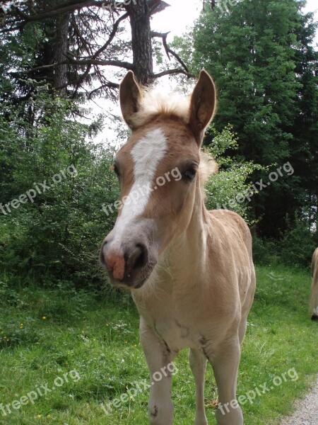 Animal Horse Foal Haflinger Free Photos