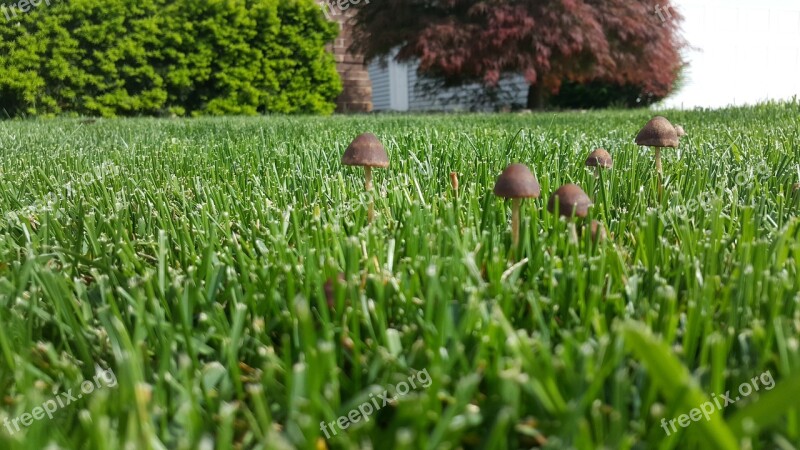 Mushrooms Grass Outdoor Fungus Nature