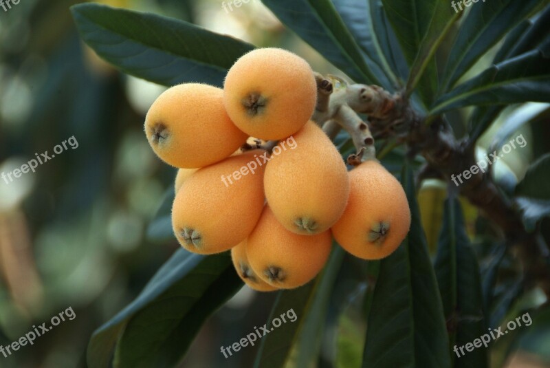 Big Loquat Rosaceae Flowering Plants Chinese Plum