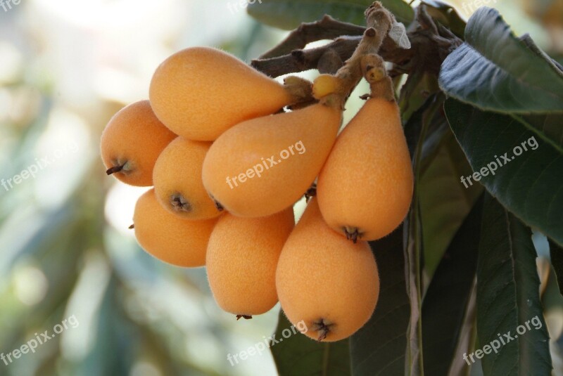 Big Loquat Rosaceae Flowering Plants Chinese Plum