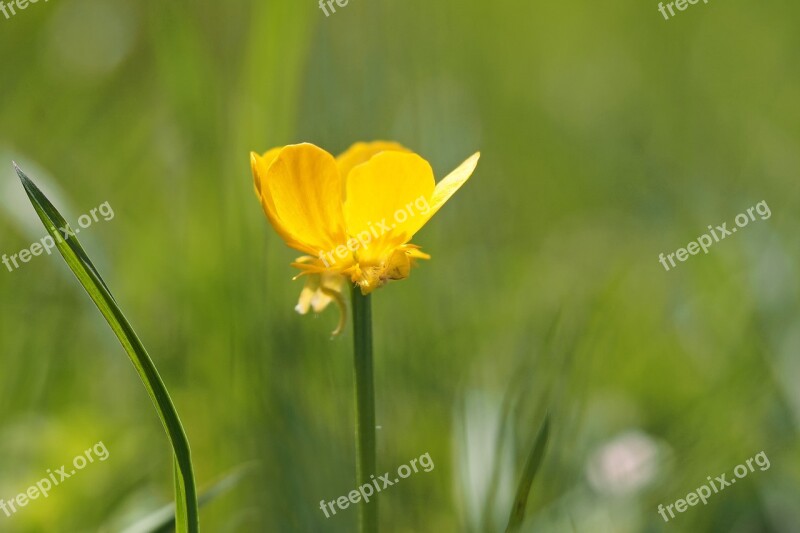 Buttercup Meadow Small Yellow In The Grass