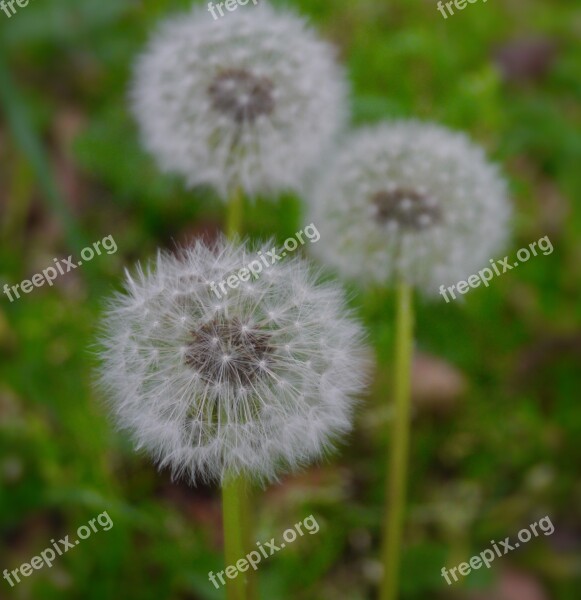 Dandelion Fluff Flowers Species Seed