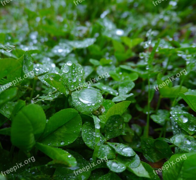 Rain Trefoil Clover Drop Drop Of Water