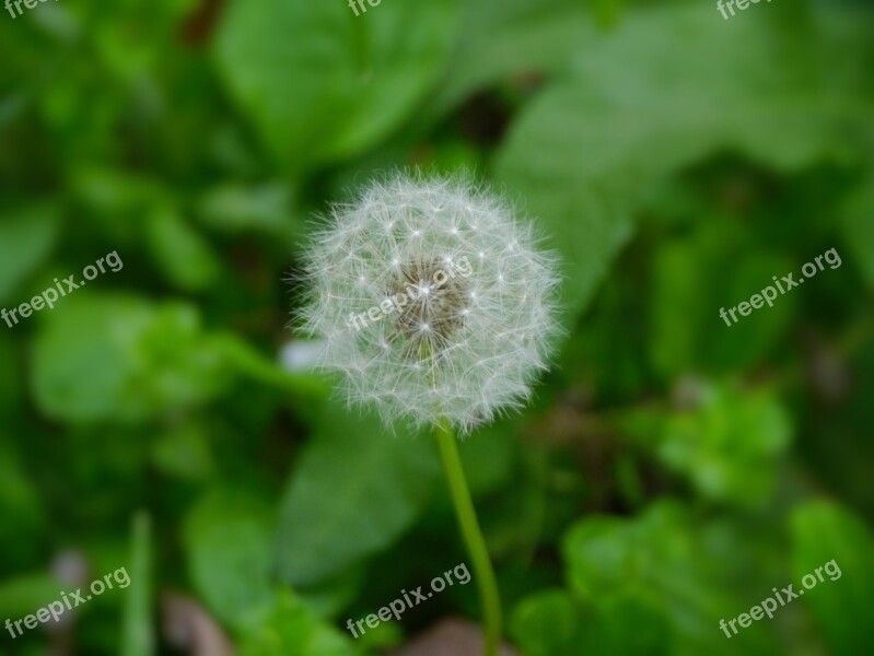 Dandelion Fluff Flowers Species Seed