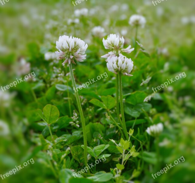 Astragalus Rengeso Flowers White Green