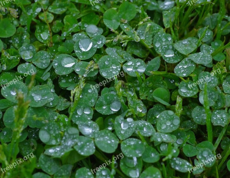 Rain Trefoil Clover Drop Drop Of Water