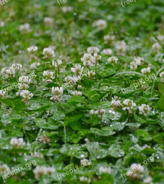 Rain Astragalus Grass Flowers Trefoil