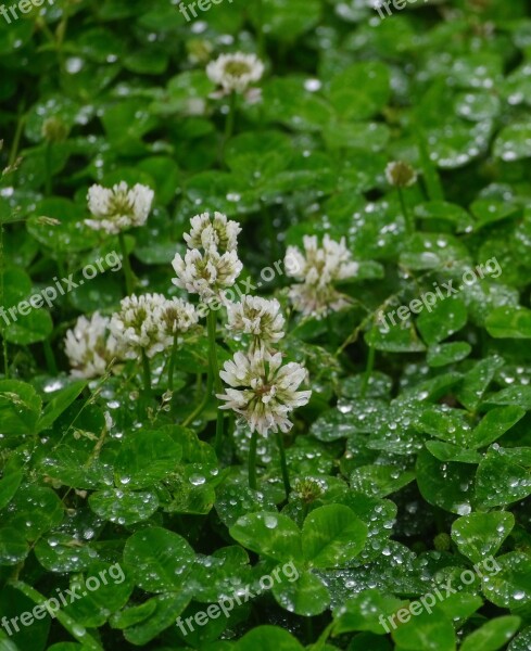 Rain Astragalus Grass Flowers Trefoil