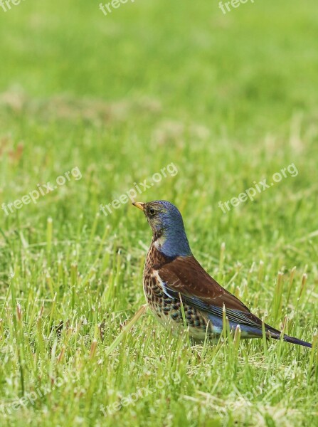 Fieldfare Bird Municipal Park Grass