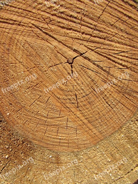 Wood Tree Nature Trunk Forest