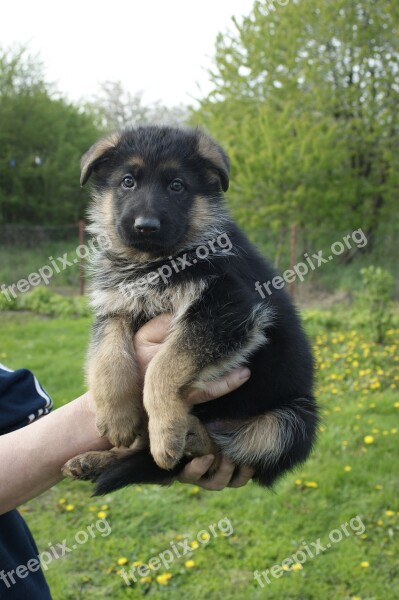 Puppy German Shepherd Tiny Cute Animal