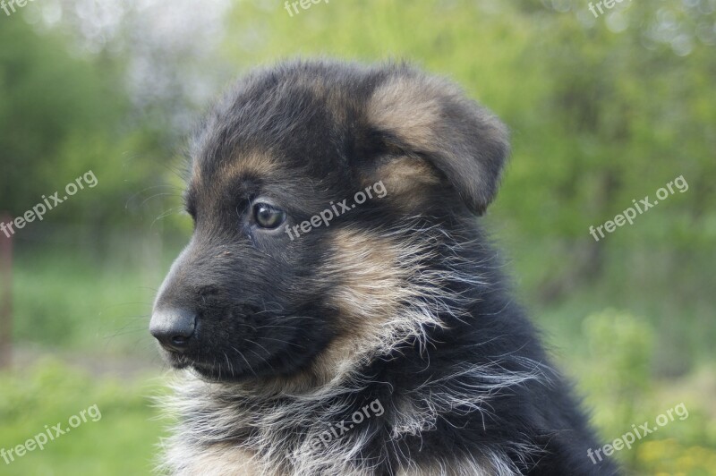 Puppy German Shepherd Tiny Cute Animal