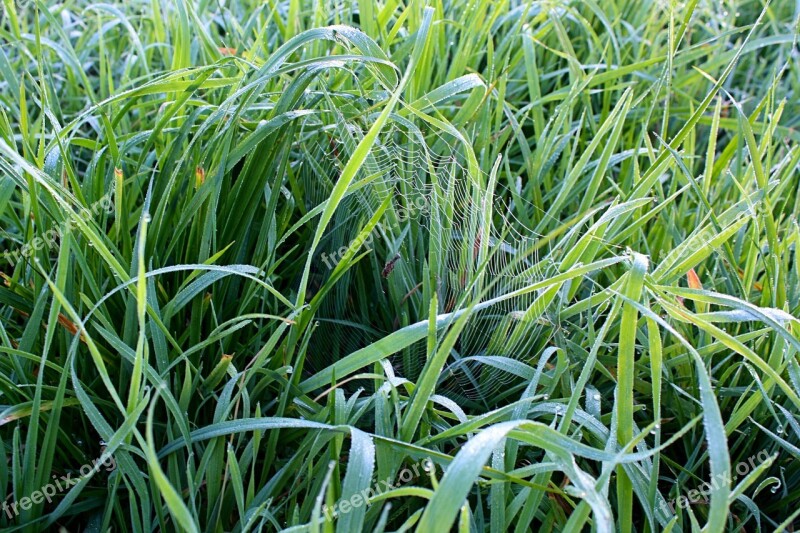 Grass Green Meadow Nature Drop Of Water